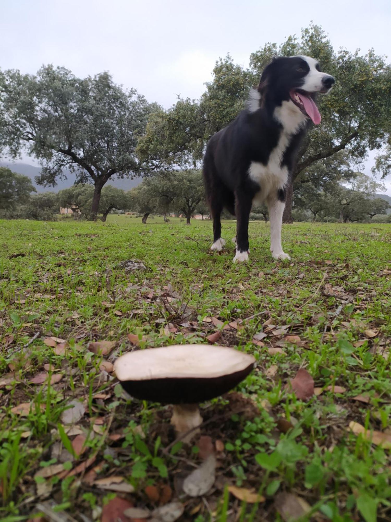 Finca Las Gamitas Almoharin Eksteriør billede